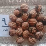 گردو با پوست کاغذی تویسرکان ـ کد 9